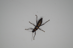 Monticomorpha flavolimbata