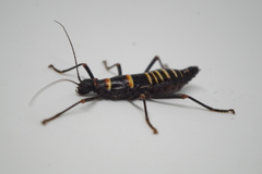 Monticomorpha flavolimbata