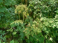Conioselinum tataricum