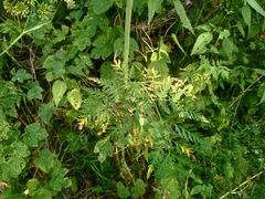Conioselinum tataricum