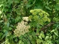 Conioselinum tataricum