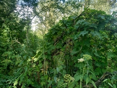 Conioselinum tataricum