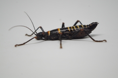 Monticomorpha flavolimbata