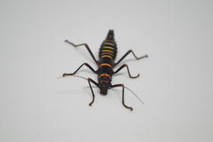 Monticomorpha flavolimbata