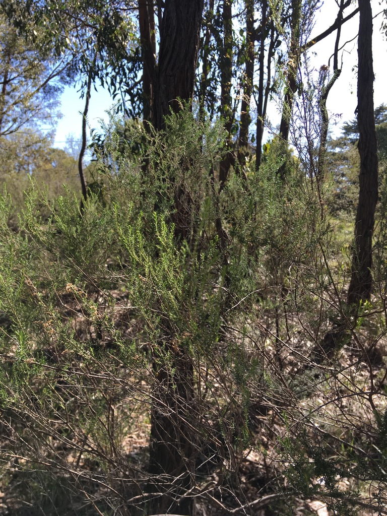 Sifton Bush from The Boulevard, Heathmont, VIC, AU on August 23, 2019 at 1141 AM by gabriellec