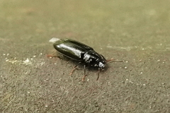 Sphalma quadricollis