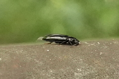 Sphalma quadricollis