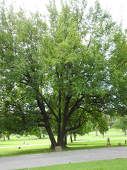 Morus alba