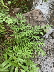 Cicuta douglasii
