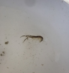 Corophiidae
