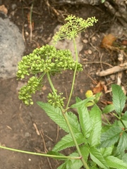 Cicuta douglasii
