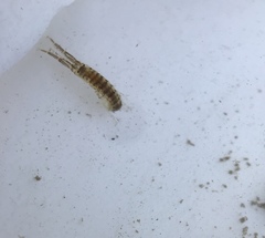 Corophiidae