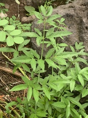 Cicuta douglasii