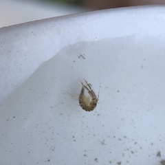 Corophiidae