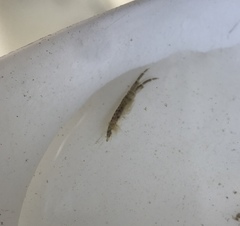 Corophiidae