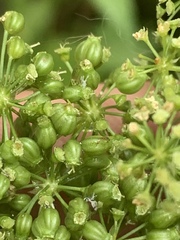 Cicuta douglasii
