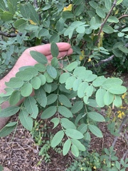 Robinia neomexicana