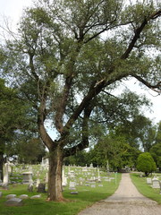 Ulmus pumila