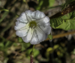 Evolvulus sericeus