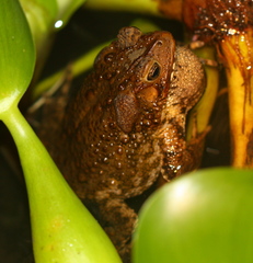 Ingerophrynus biporcatus