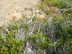 Castilleja parviflora