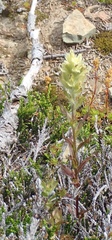 Castilleja parviflora