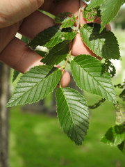 Ulmus pumila