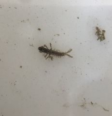Hydropsychidae