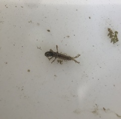Hydropsychidae