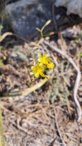 Ribbed Woolseed (Eriospermum schlechteri)