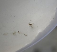 Baetidae