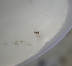 Baetidae