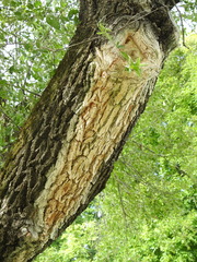 Ulmus pumila