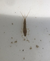 Baetidae