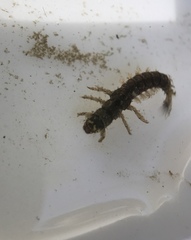 Hydropsychidae