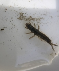 Hydropsychidae