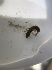 Hydropsychidae