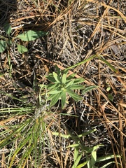 Lithospermum ruderale