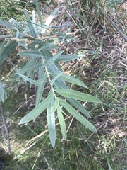 Salix lasiolepis