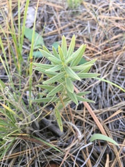 Lithospermum ruderale