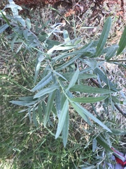Salix lasiolepis