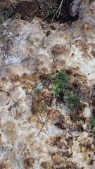 Episcaphula australis