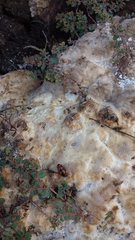 Episcaphula australis