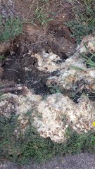 Episcaphula australis