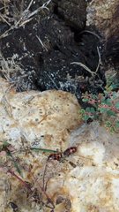 Episcaphula australis