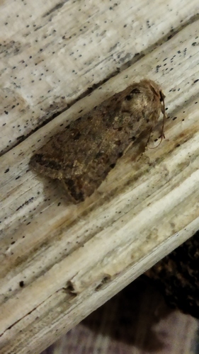 Photo of Pale Mottled Willow Moth (Caradrina clavipalpis)