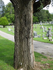 Ulmus pumila