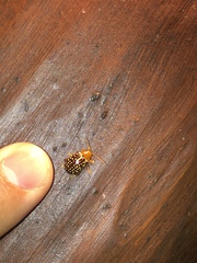 Blepharida jacobyana