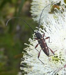 Eburophora octoguttata