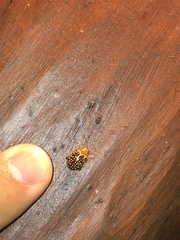 Blepharida jacobyana